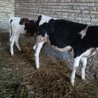 دو راس گوساله سیمینتال