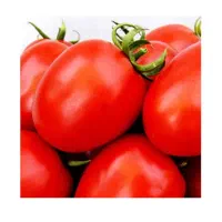 گوجه فرنگی  درجه یک