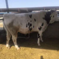 گوساله چاق|حیوانات مزرعه|جوادآباد, |دیوار