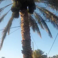 30عدد درخت مضافتی اجاره داده میشه