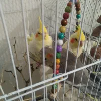 سلام.  سه عدد. جوجه. عروس. هلندی