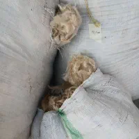 چند کیلو پشم موجوده