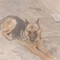 سگ ژرمن اصیل