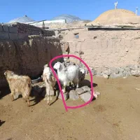 بزغاله ماده پرواری