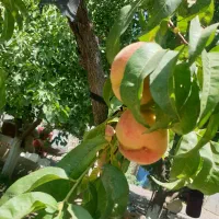 هلو هسته جدا درشت سفارشی ازدرخت چیده میشه