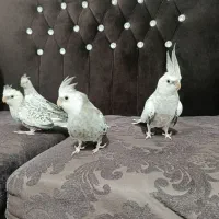 عروس هلندی ایزابلا
