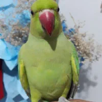 ملنگو رام و سخنگو