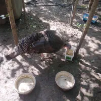 یه بوقلمون ماده تخم گذار