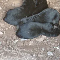 توله ژرمن نر