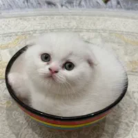 بچه گربه دو ماهه
