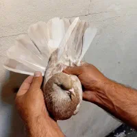 کفتر سرور