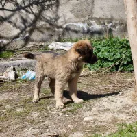 توله سگ سرابی اصیل