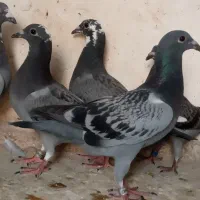 ۱۰جفت جوجه کبوتر پلاکی عربستان