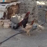 مرغ و خروس فروشی