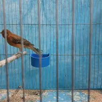قناری سوخته وجوجه دارچین