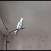 عروس هلندی نر نیمه دستی کار داده