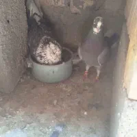 کبوتر