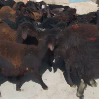 ۳۰راس بره نر قزل