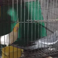 عروس هلندی جفت و رو جوجه