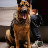 نیازمند ژرمن ماده جهت کشش