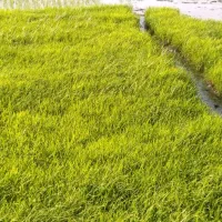 بذر شالی
