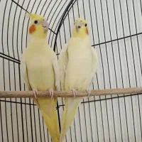 عروس هلندی جفت