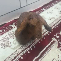 بره