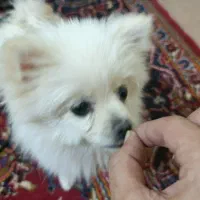 پامر|سگ|اژیه, |دیوار