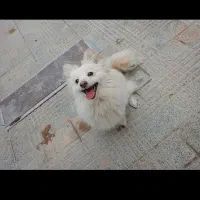 سگ پامر روباهی ماده
