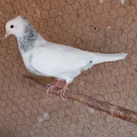 کبوتر