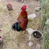 مرغ و خروس محلی