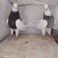 طوقی|پرنده|دره شهر, |دیوار