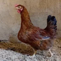 مرغ تخم گذار