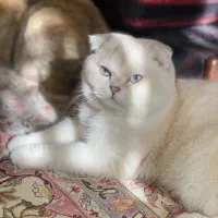 گربه|گربه|قوچان, |دیوار