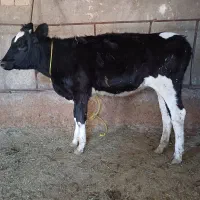 گوساله ماده