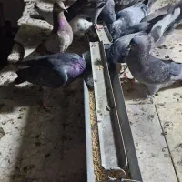 کبوتر تهرانی پرشی