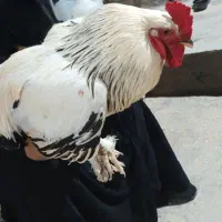 خروس برهما