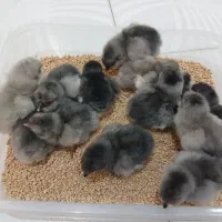 جوجه گلین یک دوزه موجود شد