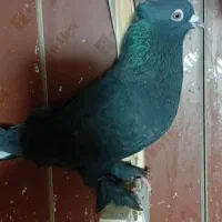 دم سفید شعمک تخت