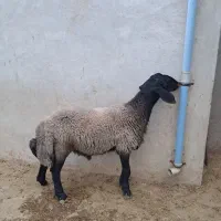 بره قوچ شال افشار
