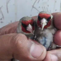 سهره نر تضمینی