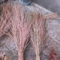 جارو (گزگ)|لوازم نظافت|کامیاران, |دیوار