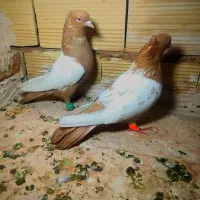 کبوتر رنگه