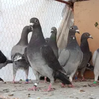 کفتر جوجه پلاکی نر سبز و سوسنی هل پاپر