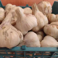 سیر درجه یک محلی، کاملا ارگانیک ودرجه یک اعلا،درشت