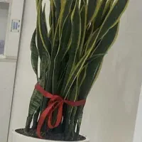 سانسوریا