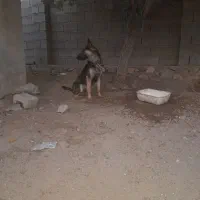 سگ ژرمن ۹ماهه