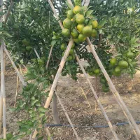 نارنگی ژاپنی موجوده