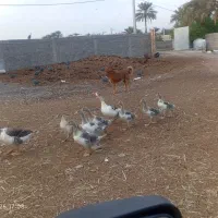 غاز|حیوانات مزرعه|جیرفت, |دیوار