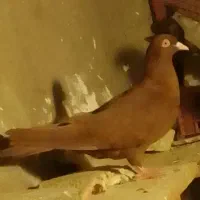 کفتر.کبوتر.صید